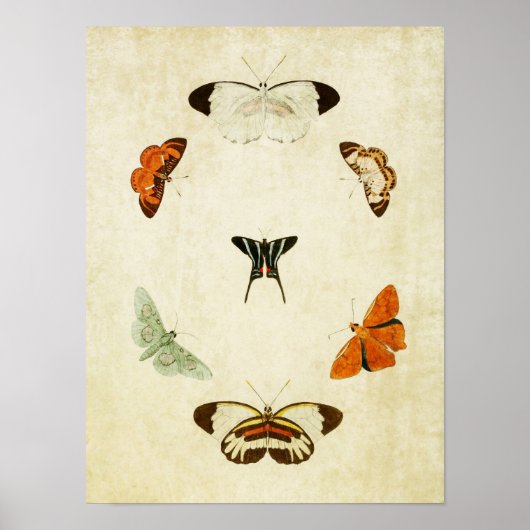 Butterfly Print 063 (Voorkant)