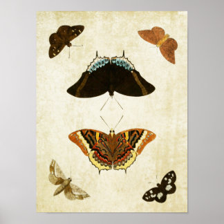 Butterfly Print 074