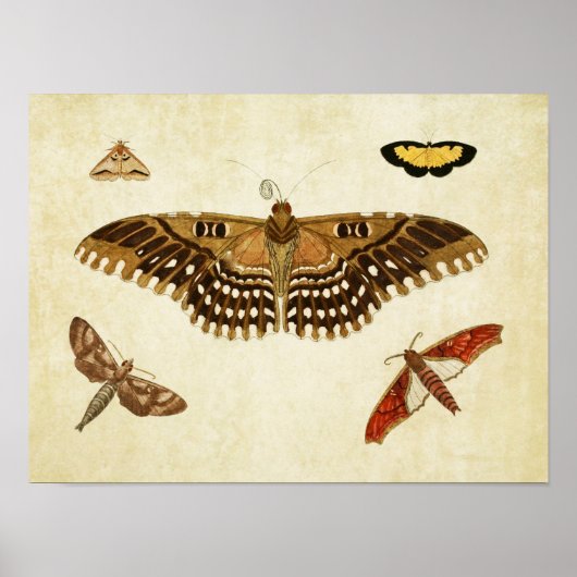  Butterfly Print 088 (Voorkant)