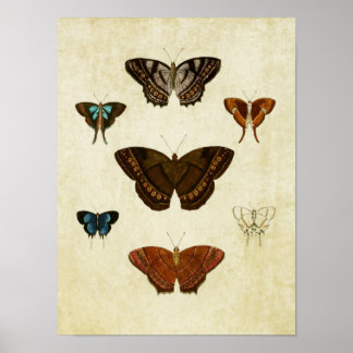 Butterfly Print 096