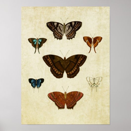 Butterfly Print 096 (Voorkant)