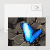 Butterfly Rainforest - Gainesville, FL 003 Briefkaart (Voorkant / Achterkant)