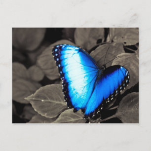 Butterfly Rainforest - Gainesville, FL 003 Briefkaart
