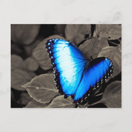 Butterfly Rainforest - Gainesville, FL 003 Briefkaart (Voorkant)