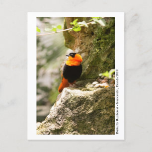 Butterfly Rainforest - Gainesville, FL 009 Briefkaart