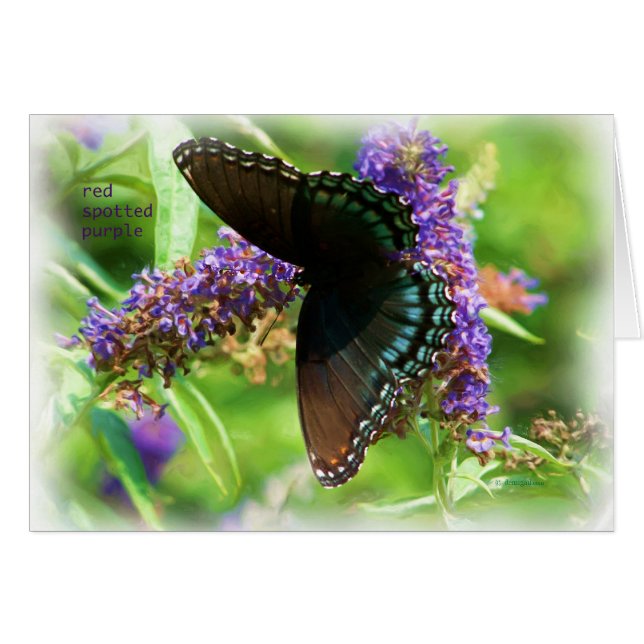 butterfly_red_spotted_purple_0233_Paint (Devant horizontal)