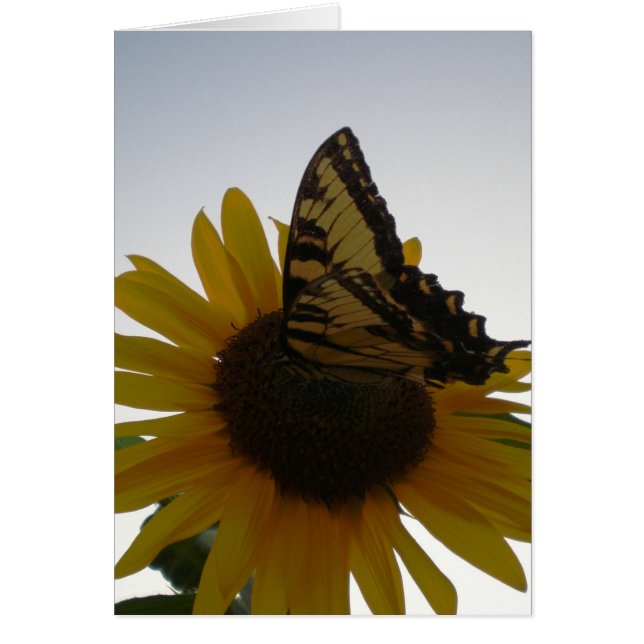 Butterfly Resting at Dusk (Voorkant)