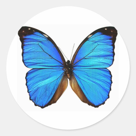 Butterfly Ronde Sticker (Voorkant)