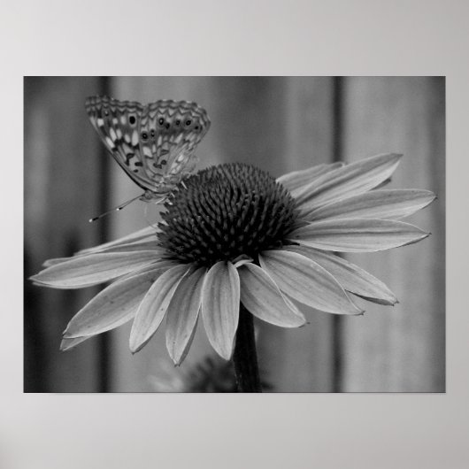 Butterfly sluiten poster (Voorkant)