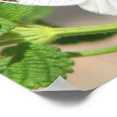 Butterfly sluiten poster (Hoek)