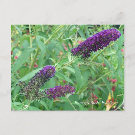Butterfly Struik Buddleja Davidii Floral Briefkaart (Voorkant)