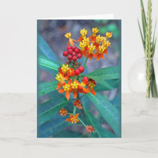 "Butterfly weed" Kaart (Voorkant)