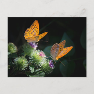BUTTERFLY WILD LIFE INSECT POSTCROSSING BRIEFKAART