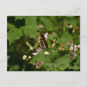 Butterfly with closed wings on a flower briefkaart