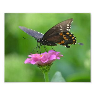 Butterfly Zinnia Photo Print Foto Afdruk