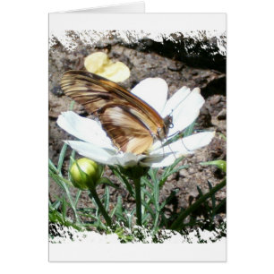 Butterly sur la fleur