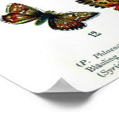 buttertaart boekvlinderinsectendruk poster (Hoek)
