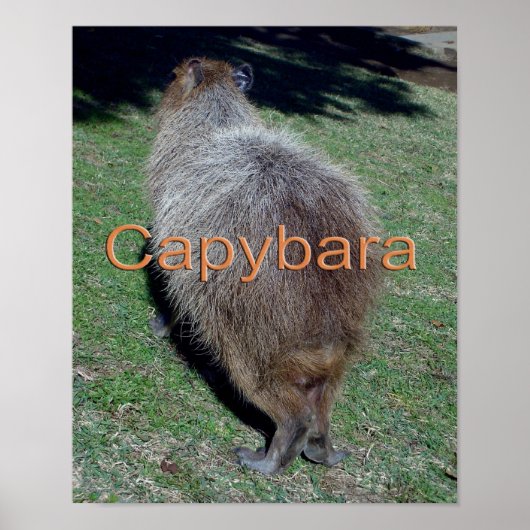 Buttocks of the Capybara-2 Poster (Voorkant)
