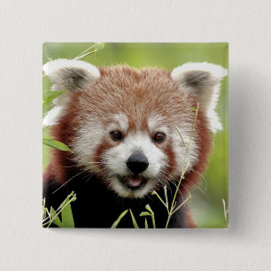 Button Foto red panda, animal 0045.
