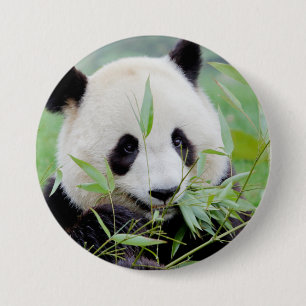 Button Foto reus panda, animal 0026.