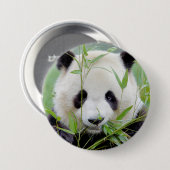 Button Foto reus panda, animal 0027. (Voorkant /achterkant)