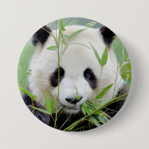 Button Foto reus panda, animal 0027.