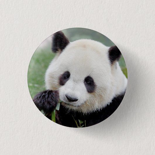 Button Foto reus panda, animal 0039. (Voorkant)