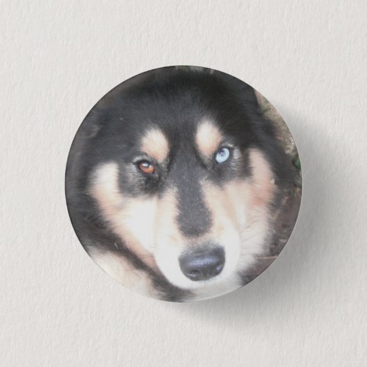 Button Husky One Blue Eye One Brown Eye (Voorkant)