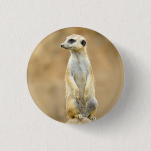 Button met Meerkat op bewaker