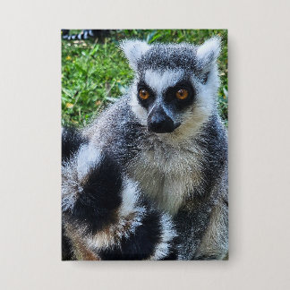 Button met Ringstaartmaki – Unieke Dierenprint