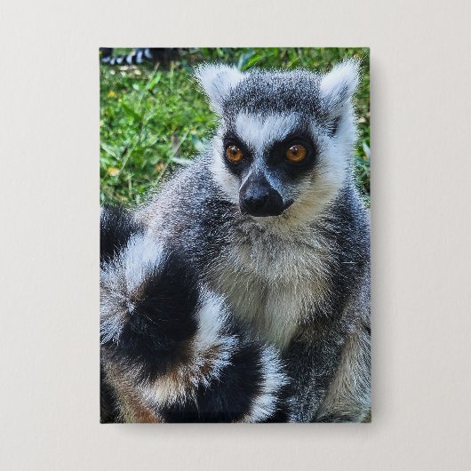 Button met Ringstaartmaki – Unieke Dierenprint (Voorkant)