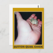 BUTTON QUAIL CHICK BRIEFKAART (Voorkant / Achterkant)
