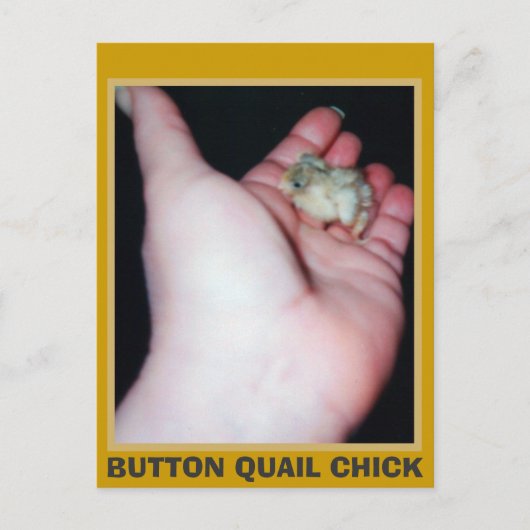 BUTTON QUAIL CHICK BRIEFKAART (Voorkant)