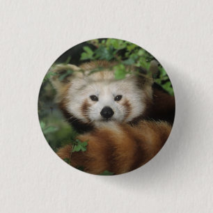 Button - rode panda
