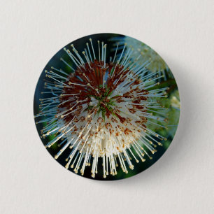 Button Struik