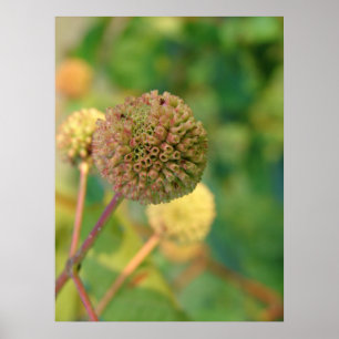 Button Struik #2 Poster