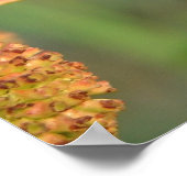 Button Struik Poster (Hoek)