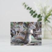 Button the Douglas Squirrel Postcard Briefkaart (Staand voorkant)