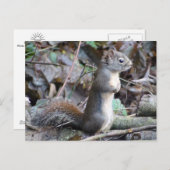 Button the Douglas Squirrel Postcard Briefkaart (Voorkant / Achterkant)