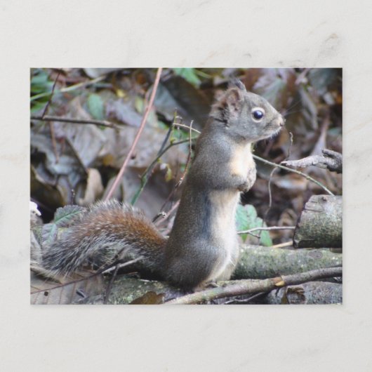 Button the Douglas Squirrel Postcard Briefkaart (Voorkant)