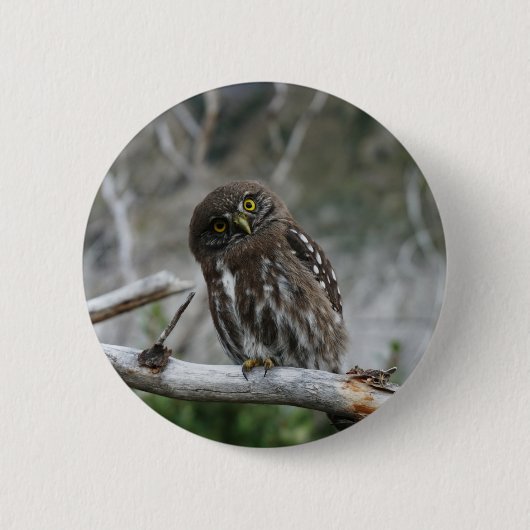 Button van de noordelijke Pygmy Owl (Voorkant)