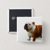 Button van Smug Bulldog (Voorkant /achterkant)
