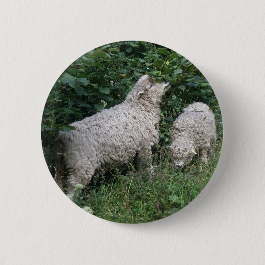 Button voor het eten van schapen (Voorkant)