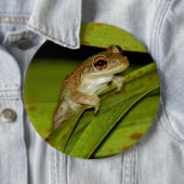 Button voor het glimlachen van boomkikker (In situ)