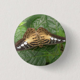 Button voor Tropische Clipper Butterfly