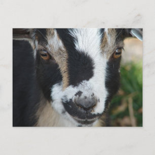 Buttonnen Briefkaart