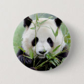 Buttonnen reusachtige panda. Panda-wedstrijd. Ronde Button 5,7 Cm (Voorkant)