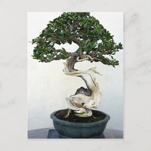 Buttonwood Bonsai Tree Briefkaart