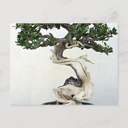 Buttonwood Bonsai Tree Briefkaart (Voorkant)
