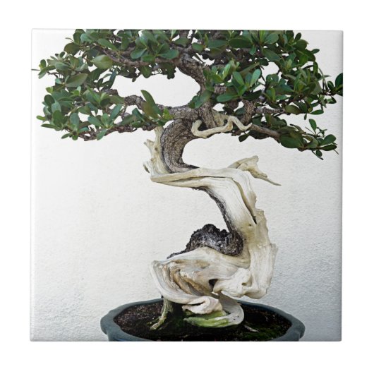 Buttonwood Bonsai Tree Tegeltje (Voorkant)